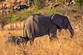 Elefantes africanos de sabana (Loxodonta africana), parque nacional Kruger, Sudáfrica, 2018-07-25, DD 05