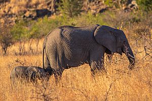 Archivo:Elefantes africanos de sabana (Loxodonta africana), parque nacional Kruger, Sudáfrica, 2018-07-25, DD 05