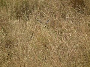 Archivo:Gazella thomsonii, Tanzania - 20100808