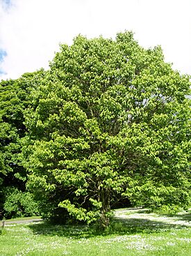 Archivo:Hovenia dulcis
