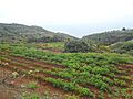Huertas de papas en Tierra del Trigo
