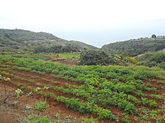 Huertas de papas en Tierra del Trigo