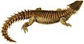 Illustrations of the zoology of South Africa (Smaug giganteus)