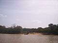 Isla de Anacoco caño Brazo Negro del río Cuyuní