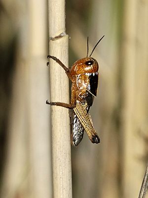 Archivo:Locusta migratoria L4