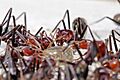 Meat eater ants feeding on honey