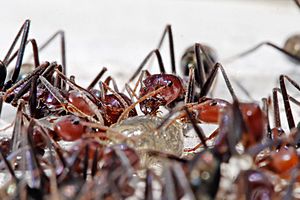 Archivo:Meat eater ants feeding on honey