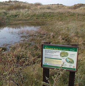 Archivo:Natterjack Toads live here^ - geograph.org.uk - 5719
