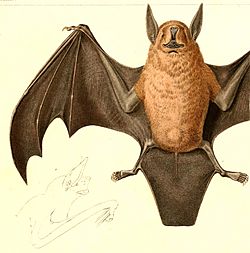 Noctilio albiventris albiventris 1847.jpg