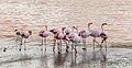 Phoenicoparrus jamesi, Laguna Colorada, Bolivia, 2016-02-02, DD 105