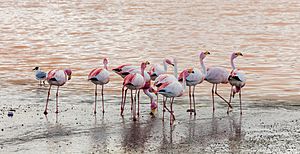 Archivo:Phoenicoparrus jamesi, Laguna Colorada, Bolivia, 2016-02-02, DD 105