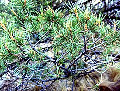 Archivo:Pinus cembroides Big Bend NP