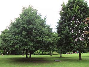 Archivo:Queen Elizabeth II 40th anniversay oak trees, Grosvenor Park, Chester - DSC08002