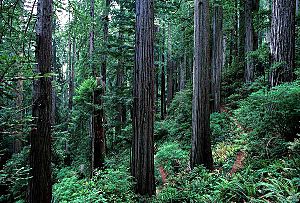 Archivo:Redwood slope
