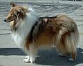 Rough Collie 600