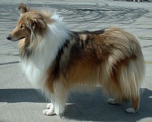 Archivo:Rough Collie 600