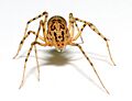 Scytodes thoracica - front (aka)