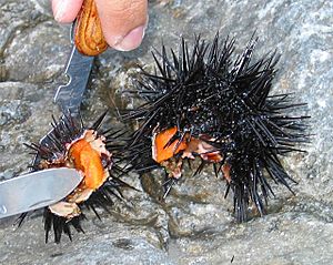 Archivo:Sea urchin eggs