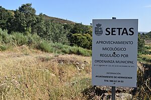 Archivo:Sinal aproveitamento micolóxico en Castromil, Hermisende