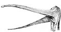 Sketch mamenchisaurus