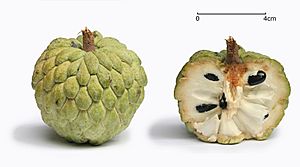 Archivo:Sugar apple with cross section