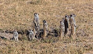 Archivo:Suricatos (Suricata suricatta), parque nacional Makgadikgadi Pans, Botsuana, 2018-07-30, DD 16