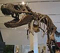 T rex Museo Real de Ontario