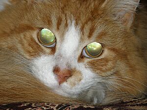 Archivo:Tapetum lucidum gato