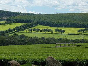 Archivo:Tea farming in Kericho 03