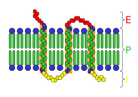 Archivo:Transmembrane receptor