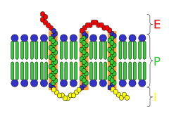 Archivo:Transmembrane receptor