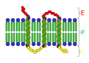 Archivo:Transmembrane receptor