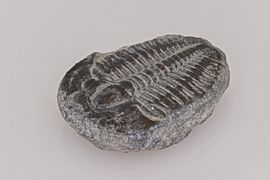 Trilobites (Elrathia kingii), Wheeler Shale, Utah, Estados Unidos, 2021-01-15, DD 487-516 FS
