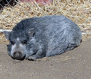 Archivo:Vietnamese Pot Bellied Pig