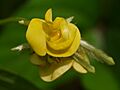 Vigna radiata (5001246044)