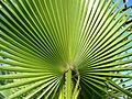 Washingtonia filifera frond