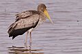 Yellow-billed Stork (juvenile) (28171748992)