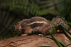Антилоповый суслик Харриса (Ammospermophilus harrisii), Harris's Antelope Squirrel, Harris-Antilopenziesel, Bronx Zoo (New York) 03.04.2012.jpg