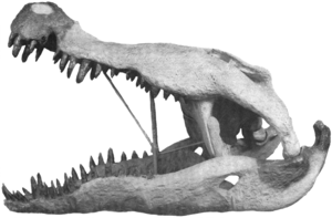 Archivo:1954-Colbert-Bird-Phobosuchus