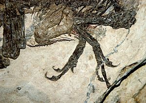 Archivo:9122 - Milano, Museo storia naturale - Scipionyx samniticus - Foto Giovanni Dall'Orto 22-Apr-2007a