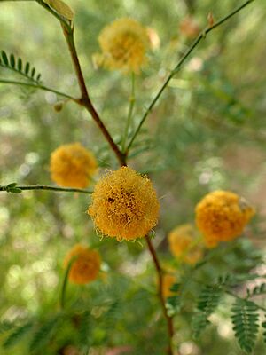 Archivo:Acacia constricta kz3