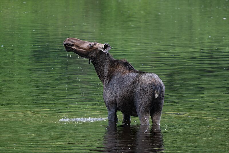 Alces alces PJC3