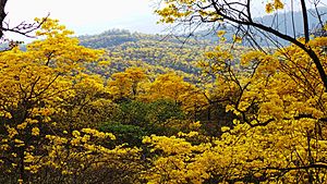 Archivo:Ama la Vida - Flickr - El Florecimiento de los Guayacanes - Lunes 27 (12176050176)