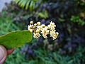 Amborella trichopoda (3065968016)