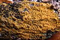Badhamia utricularis