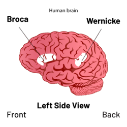 Archivo:Brain - Broca's and Wernicke's area Diagram