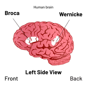 Archivo:Brain - Broca's and Wernicke's area Diagram