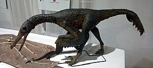 Archivo:Buitreraptormus