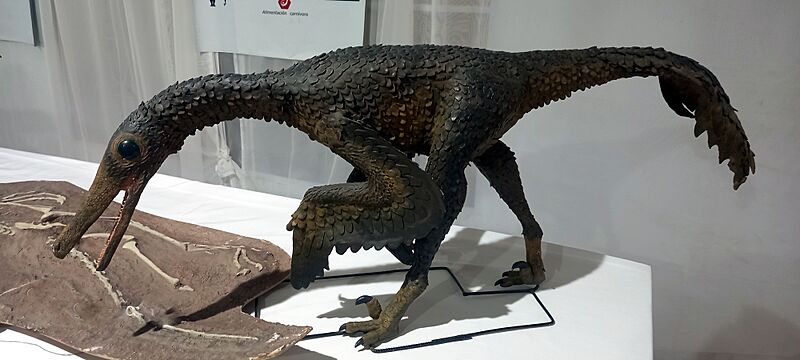 Buitreraptormus