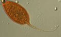 Calkinsia aureus (2843250035)